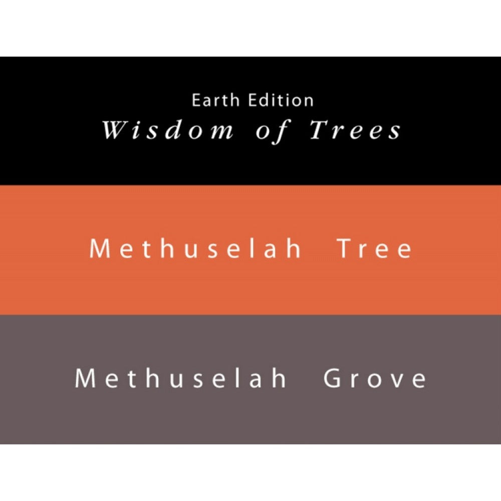 Colorverse Ink | Methuselah Tree | Light Brown | Earth Edition | 65ml & 15ml Set - penpencilink